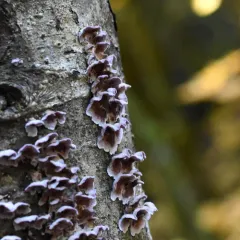 Silverleaf Fungus thumbnail 4