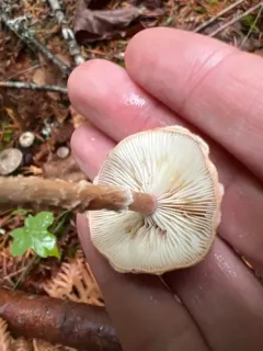 Cystodermella adnatifolia thumbnail 1