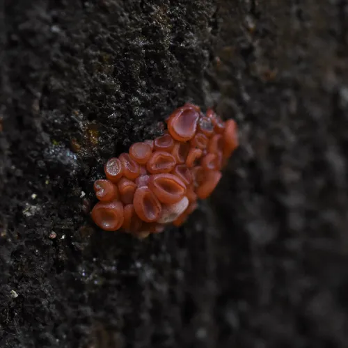 Ascocoryne cylichnium