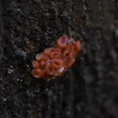 Ascocoryne cylichnium thumbnail 1