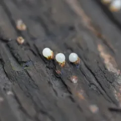 cannonball fungus thumbnail 1