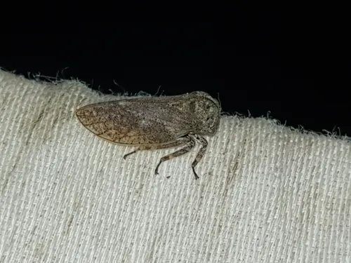 Microcentrus caryae