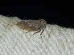 Microcentrus caryae thumbnail 1