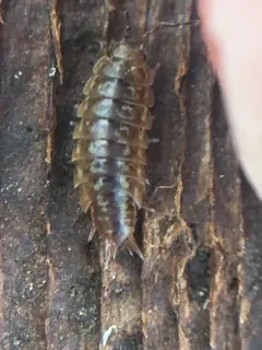 Eastern Saltmarsh Woodlouse thumbnail 4
