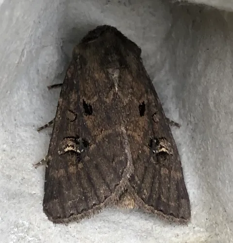 Dock Rustic Moth