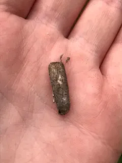 Beet Armyworm Moth thumbnail 3