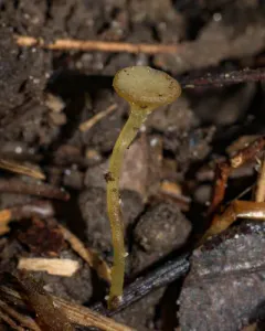 Lanzia luteovirescens thumbnail 2