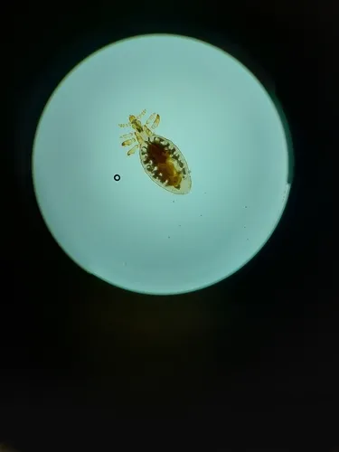 Goat Sucking Louse