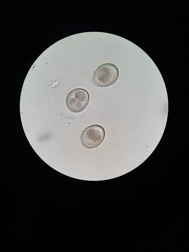 Dog Gut Round-worm