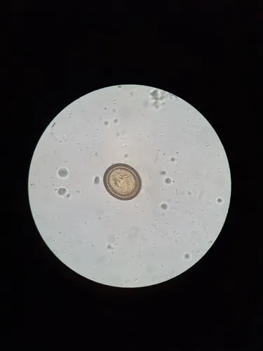 Taenia pisiformis