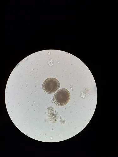 Dog Roundworm