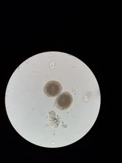 Dog Roundworm thumbnail 1