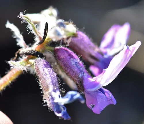 Arctic Locoweed