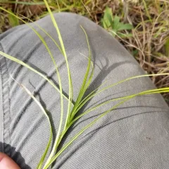 palm sedge thumbnail 2