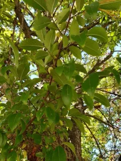 Chinese elm thumbnail 3