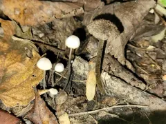 Entoloma nodosporum thumbnail 3