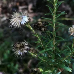 Flax-leaved Aster thumbnail 2