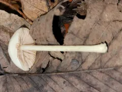Cream Pinkgill thumbnail 3