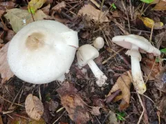 Agaricus approximans thumbnail 1