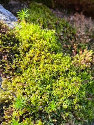 Narrow-fruited Crisp-moss