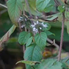 Hairy Wood Mint thumbnail 2