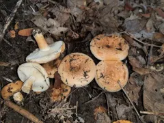 Lactarius subvillosus thumbnail 1