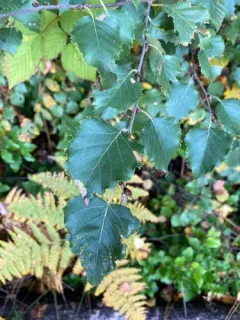 Downy Birch thumbnail 1
