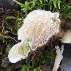 Mossy Maze Polypore thumbnail 2