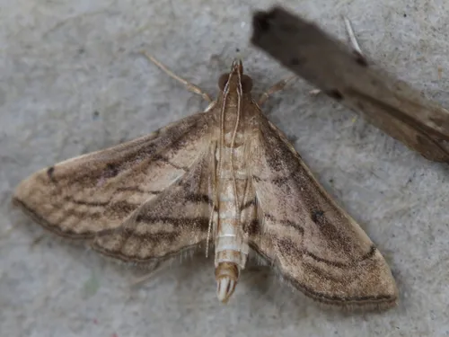 Trapeze Moth