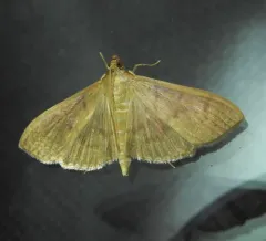 Herbivorous Patania Moth thumbnail 3
