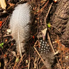 Helmeted Guineafowl thumbnail 4