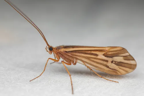 Clistoronia flavicollis