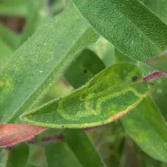 Ophiomyia parda thumbnail 3