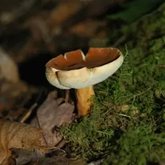 Chestnut Bolete thumbnail 4