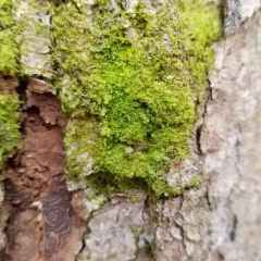 Forked Veilwort thumbnail 4