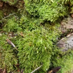 Various-leaved Crestwort thumbnail 2
