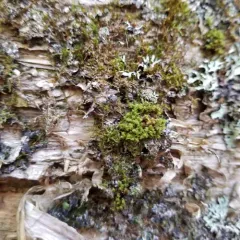 crisped pincushion thumbnail 4