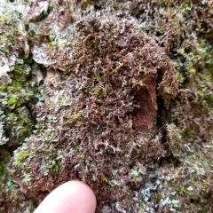 Asa Gray's Scalewort thumbnail 2