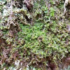 Jameson's Liverwort thumbnail 1