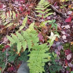 mountain wood fern thumbnail 4