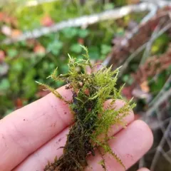 Straw Spear-moss thumbnail 3
