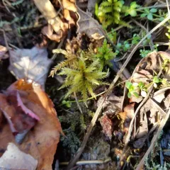 Tree Climacium Moss thumbnail 3