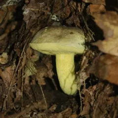 Grey Bolete thumbnail 4