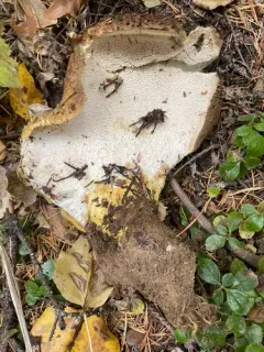 Goat's Foot Polypore thumbnail 3