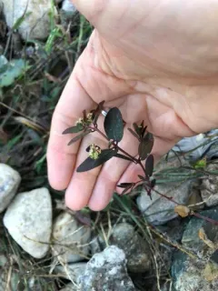 graceful spurge thumbnail 2