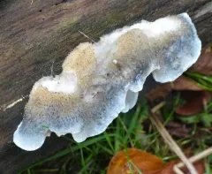 Cyanosporus livens thumbnail 1