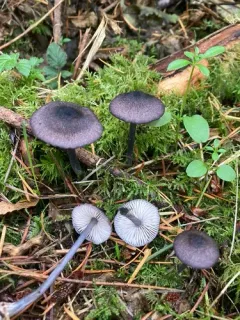 Entoloma largentii thumbnail 4