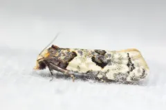 Henricus infernalis thumbnail 2