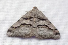 Digrammia setonana thumbnail 1