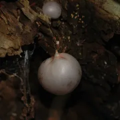 Lycogala flavofuscum thumbnail 4